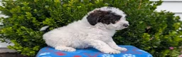 Mixed Breed dogs for sale: Dexter - Ad 5