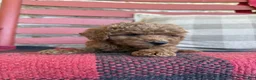 Mixed Breed dogs for sale: Trixie - Ad 2