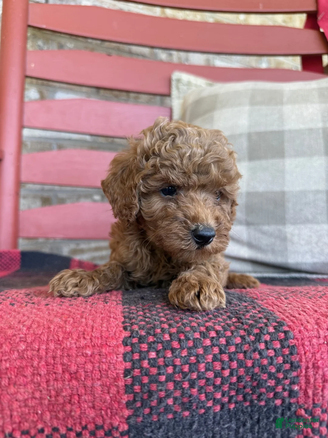 Mixed Breed dogs for sale: Trixie - Ad 2