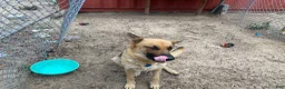 German Shepherd dogs for sale: German Shepherd 2 - Ad 3