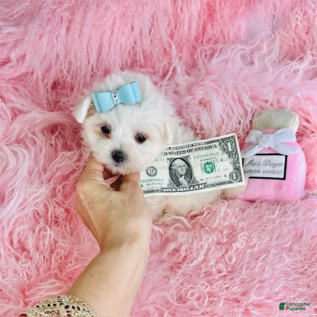 Maltese dogs for sale: Maltese Puppy 2 - Ad 1