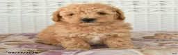 Miniature Poodle dogs for sale: Carter - Ad 3