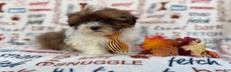 Shihpoo dogs for sale: Travis - Ad 3