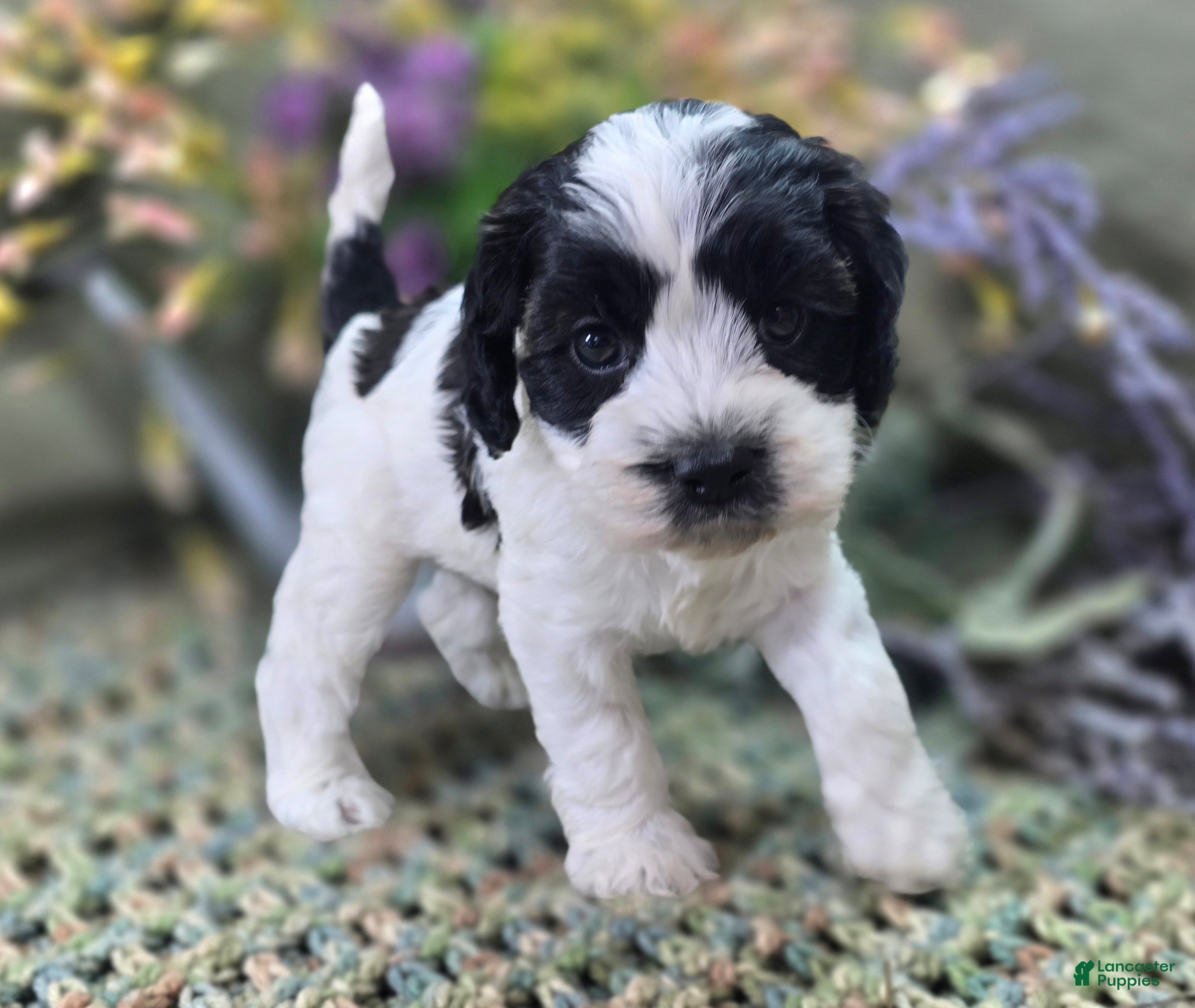 Cockapoo dogs Puddleduck - Ad 9