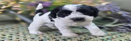 Cockapoo dogs for sale: Puddleduck - Ad 1