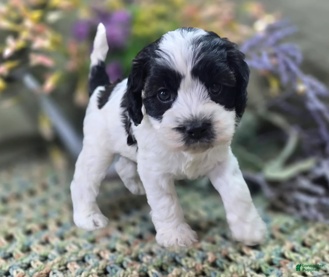 Cockapoo dogs for sale: Puddleduck - Ad 1