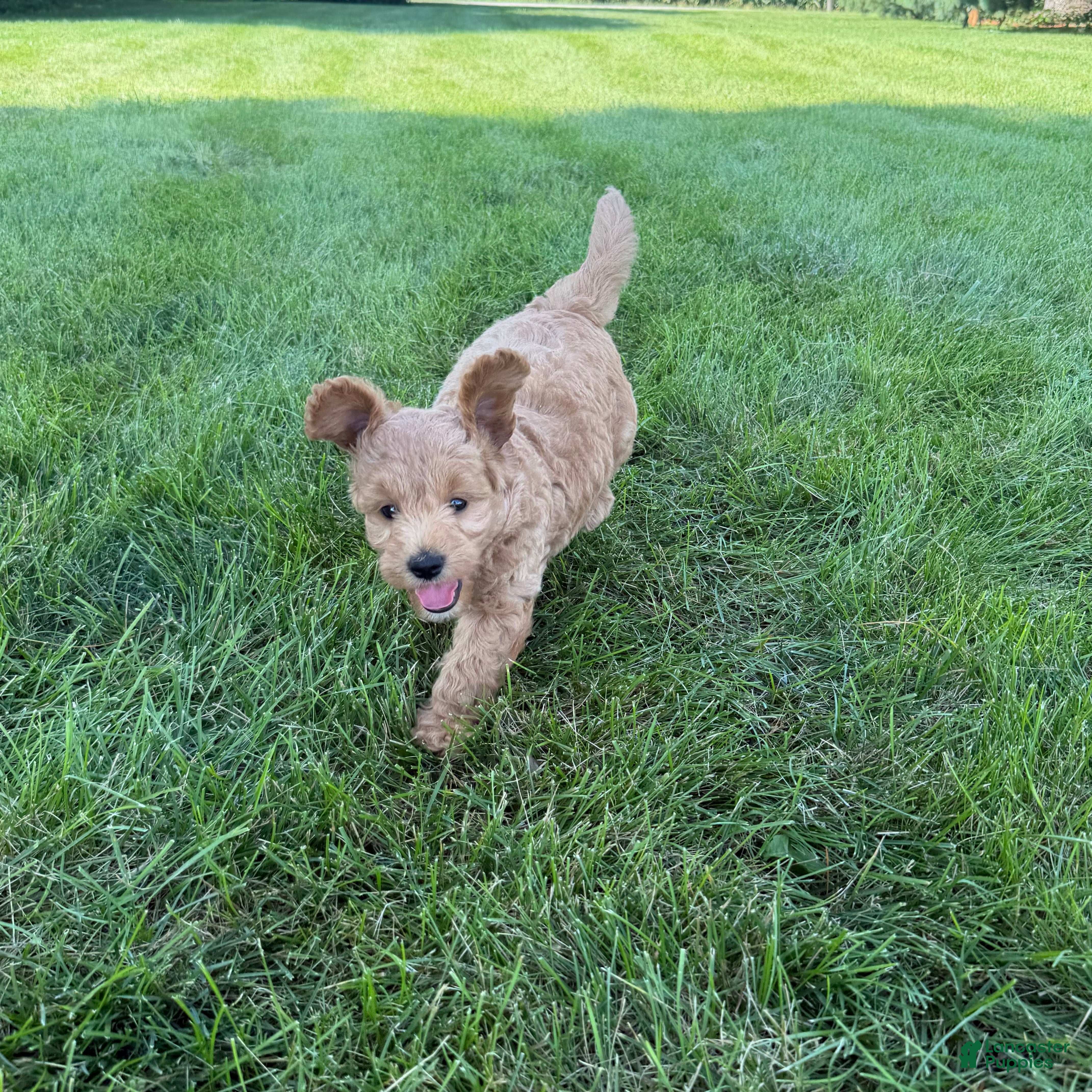 Mini Goldendoodle dogs Lexi Mini Goldendoodle  - Ad 2