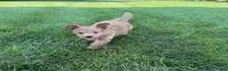 Mini Goldendoodle dogs for sale: Lexi Mini Goldendoodle  - Ad 7
