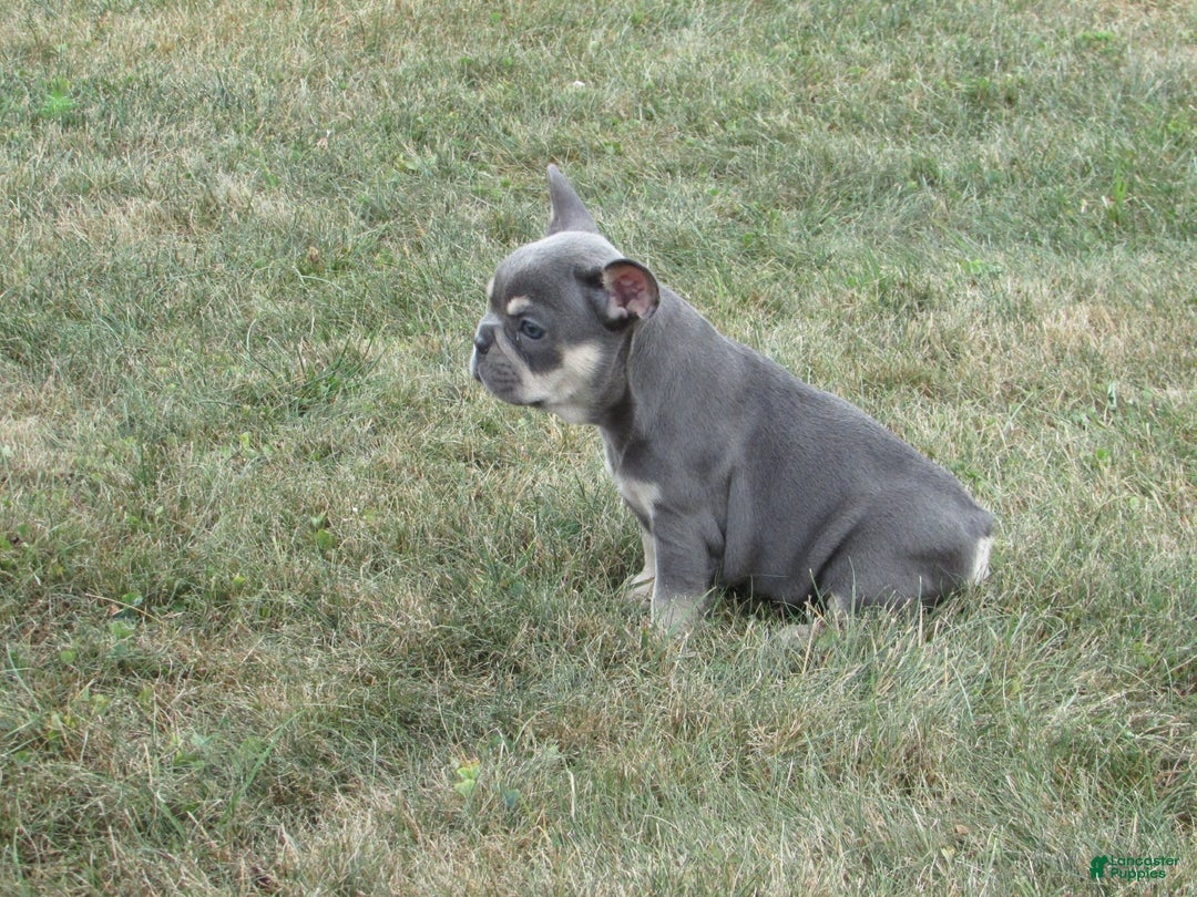 French Bulldog dogs for sale: Janice - Ad 3