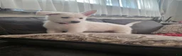 German Shepherd dogs for sale: Candy - Ad 1