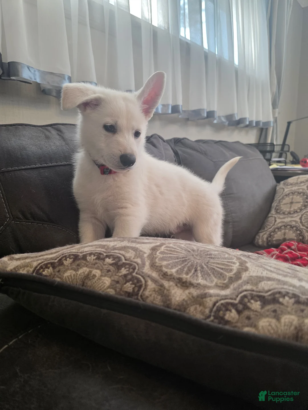 German Shepherd dogs for sale: Candy - Ad 1