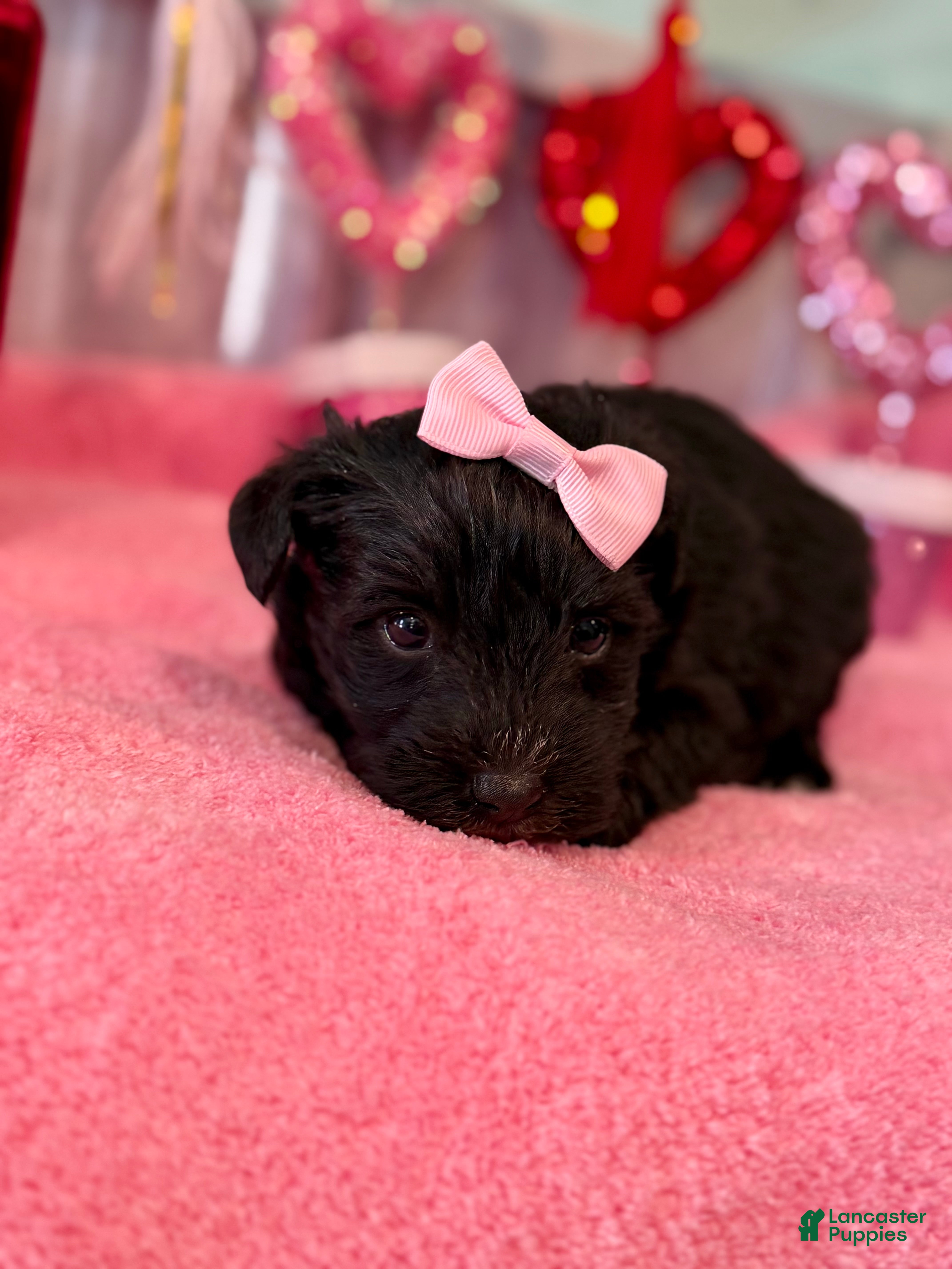 Miniature Schnauzer dogs Miniature Schnauzer Puppy 2 - Ad 3