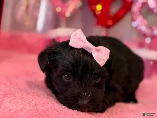 Miniature Schnauzer dogs Miniature Schnauzer Puppy 2 - Ad 8