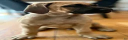 English Mastiff dogs for sale: English Mastiff Fawn Male - Ad 3
