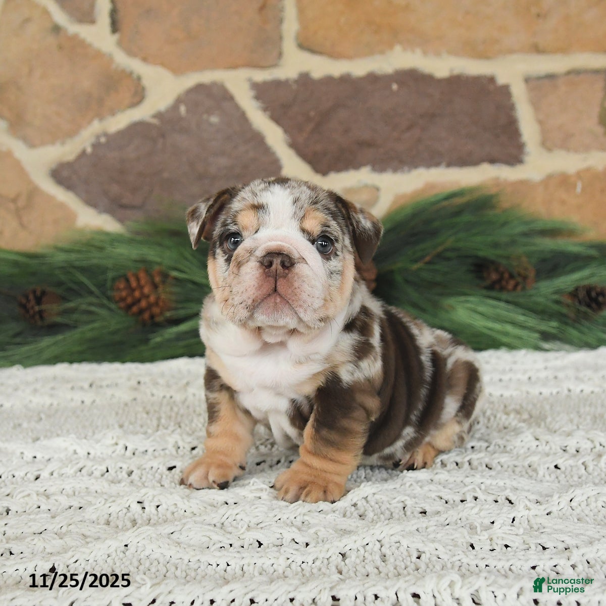 English Bulldog dogs Caramel Latte - Ad 11