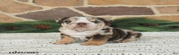 English Bulldog dogs for sale: Caramel Latte - Ad 1