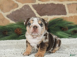 English Bulldog dogs Caramel Latte - Ad 39