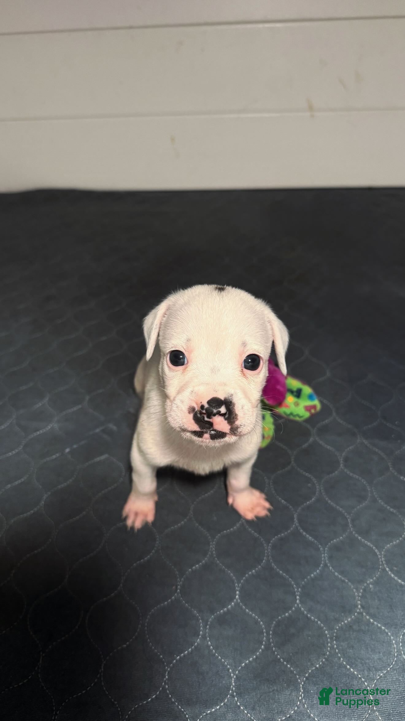 Mixed Breed dogs for sale: Neo - Ad 1