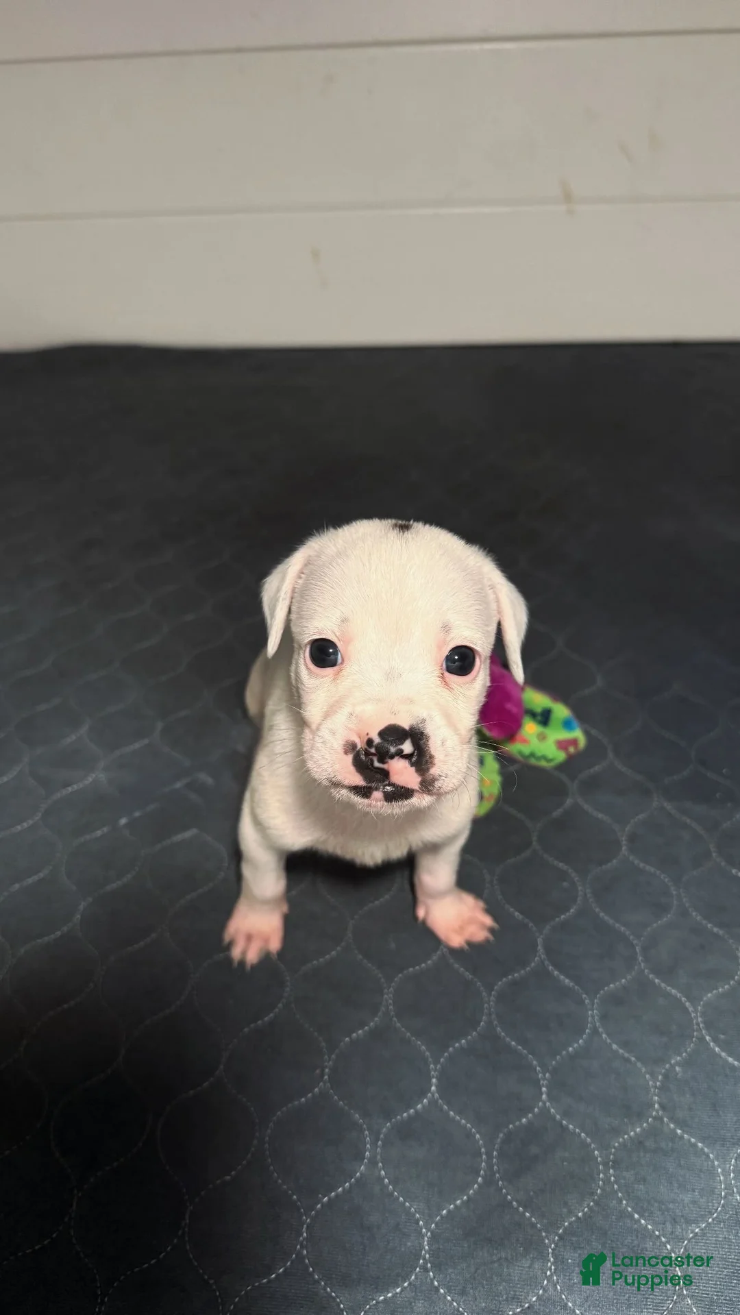 Mixed Breed dogs for sale: Neo - Ad 1