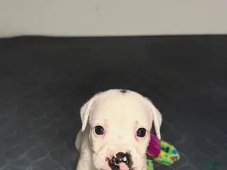 Mixed Breed dogs Neo - Ad 2