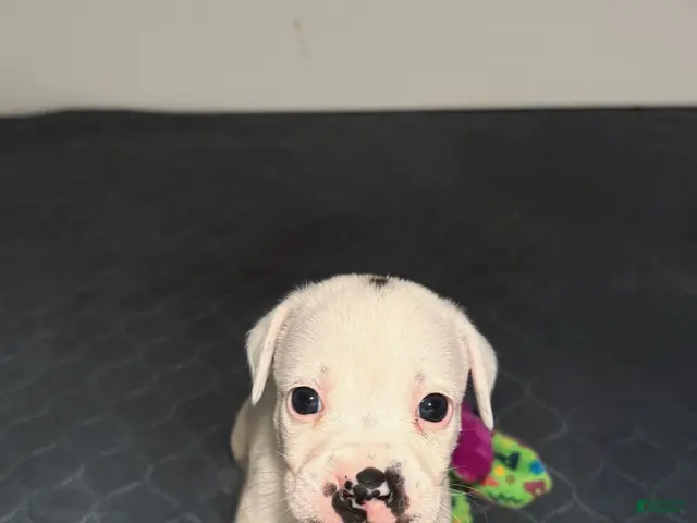 Mixed Breed dogs Neo - Ad 2