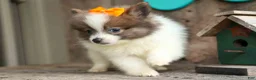 Pomeranian dogs for sale: Easton🐾 - Ad 7