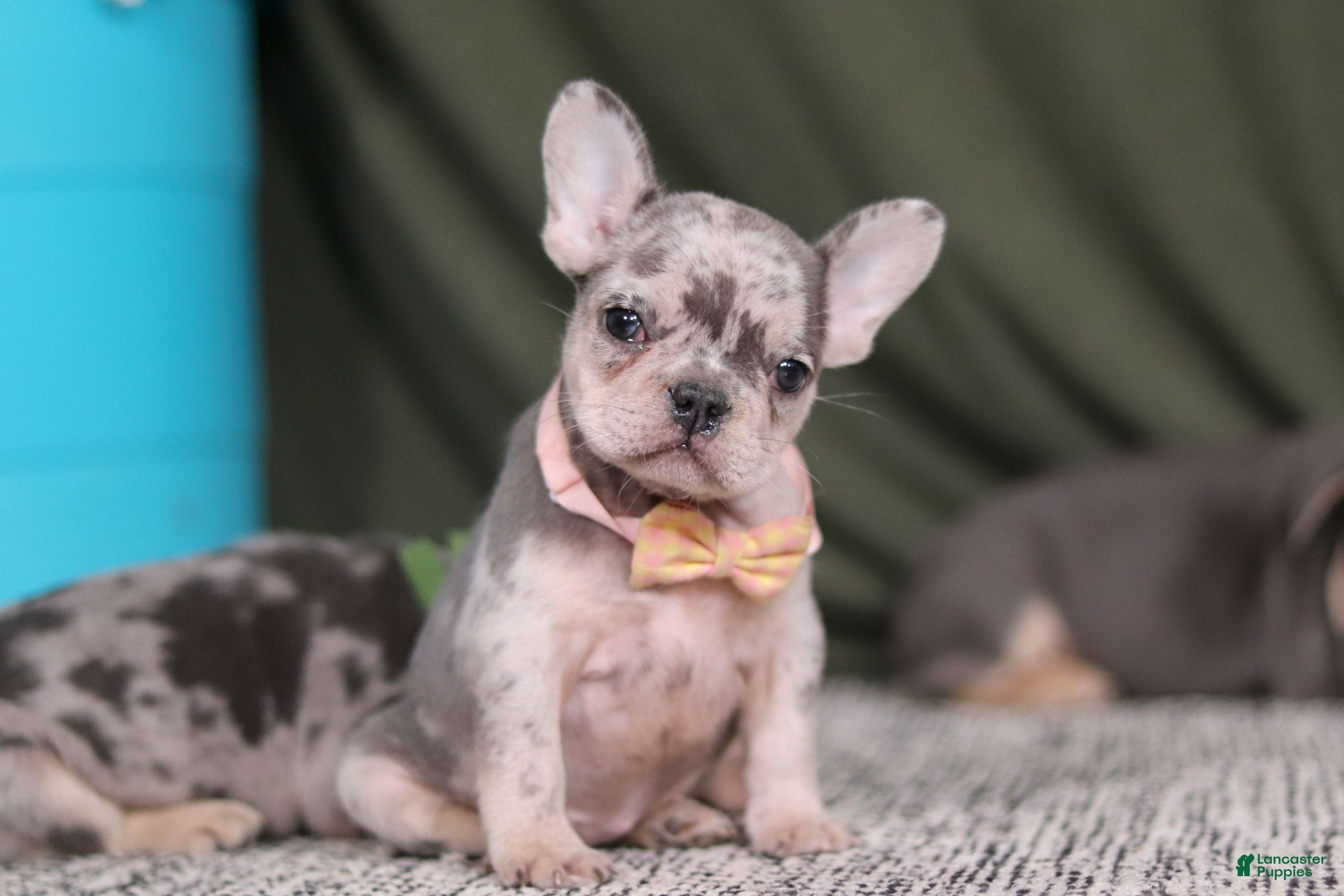 French Bulldog dogs Bobo - Ad 4