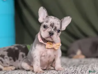 French Bulldog dogs Bobo - Ad 4