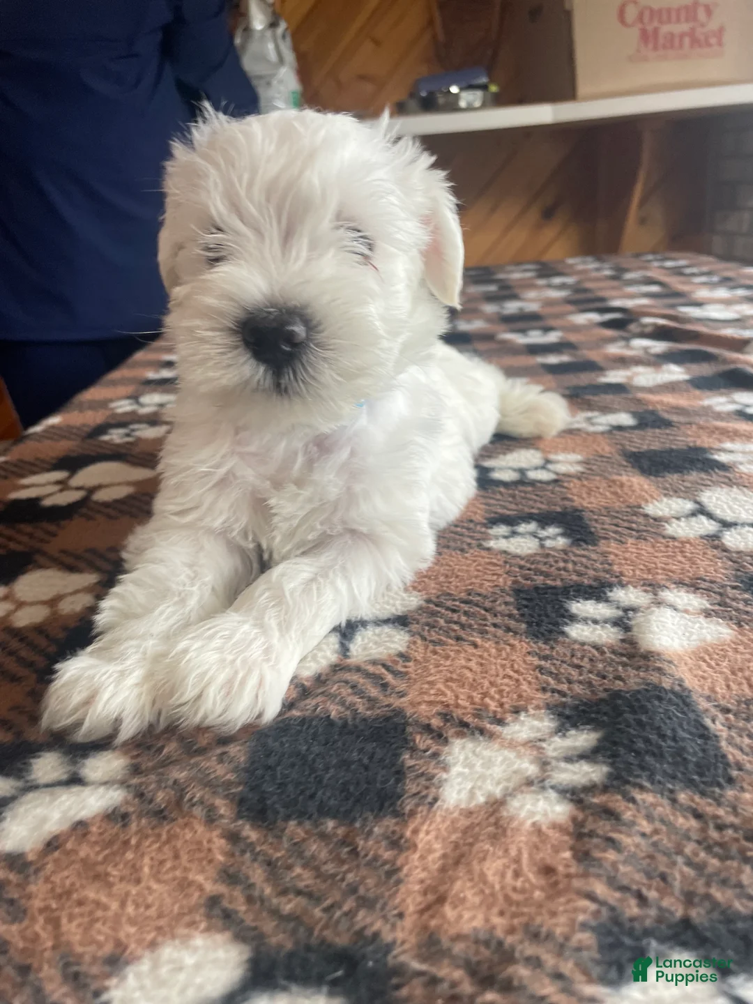 Miniature Schnauzer dogs for sale: Simba - Ad 2