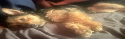 Chorkie dogs for sale: Chorkie Puppy 1 - Ad 5
