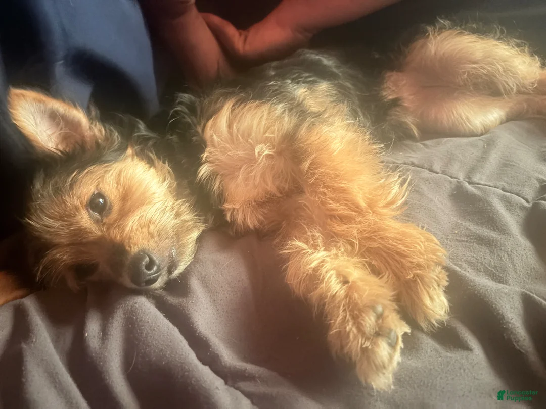 Chorkie dogs for sale: Chorkie Puppy 1 - Ad 5
