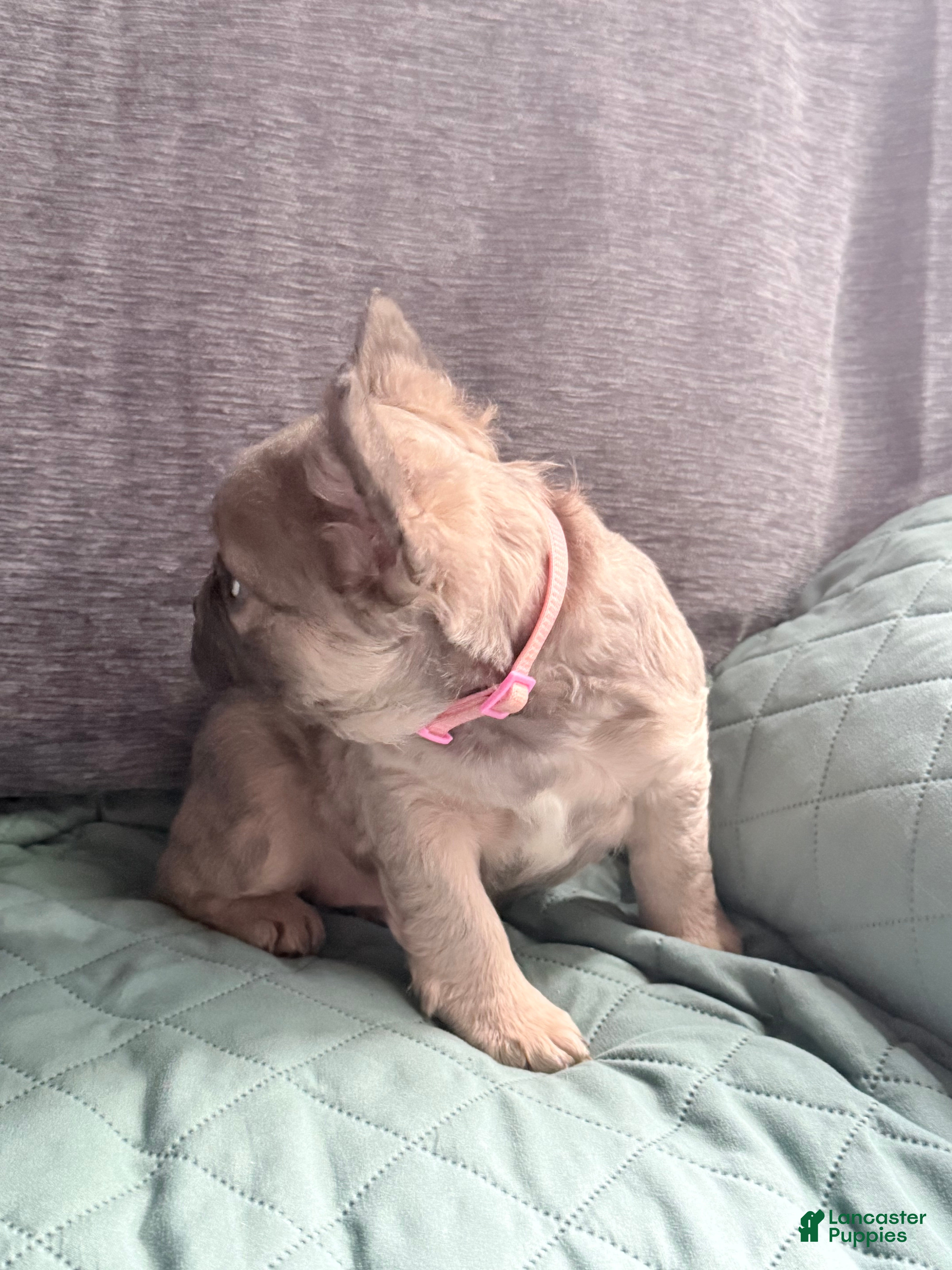 French Bulldog dogs Sara Lee - Ad 2