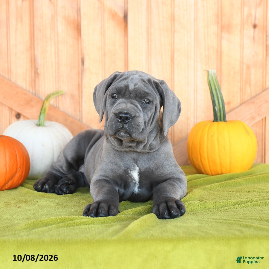 Cane Corso dogs Charm  - Ad 2