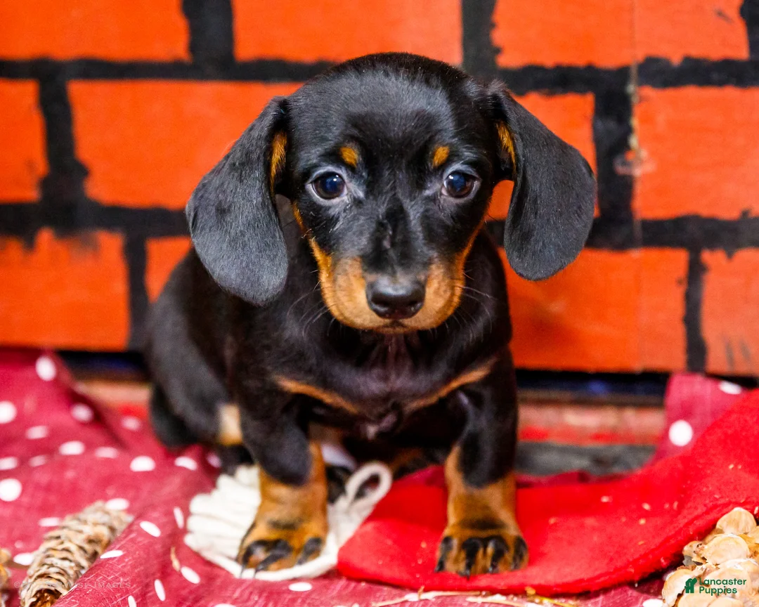 Miniature Dachshund dogs for sale: Yosef - Ad 10