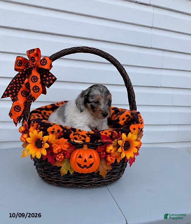 Bert (Maltipoo, Male) in Berne, IN