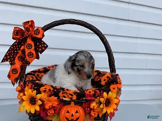 Maltipoo dogs Bert - Ad 2