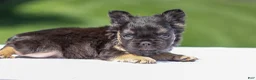 French Bulldog dogs for sale: Jade - Ad 5