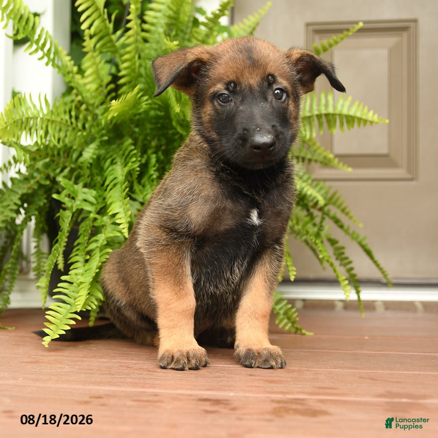 Belgian Malinois dogs UnO - Ad 2