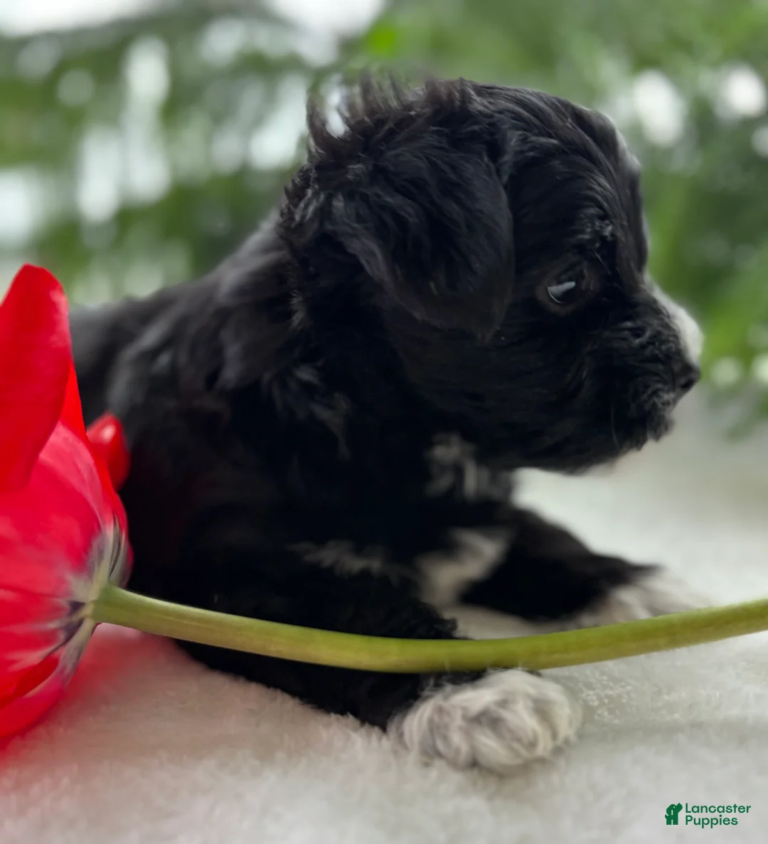 Morkie dogs for sale: Jax - Ad 12