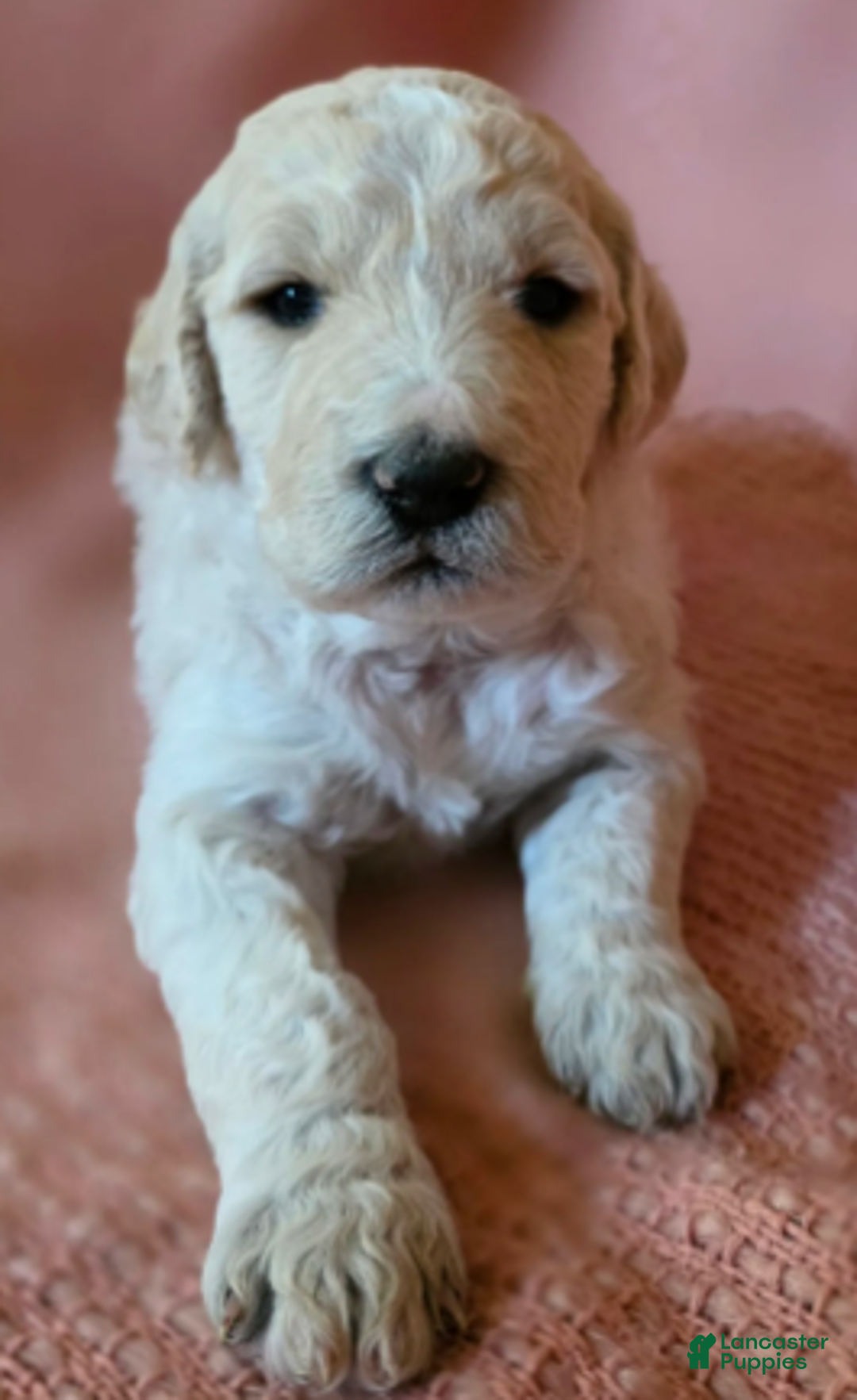 Goldendoodle dogs for sale: Elinore - Ad 4