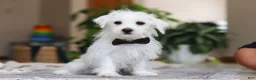 Morkie dogs for sale: Eddy - Ad 5
