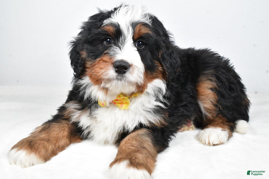 Mini Bernedoodle dogs for sale: Ashton - Ad 3
