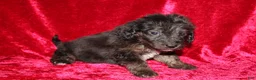 Doxiepoo dogs for sale: Doxiepoo Rubble - Ad 4