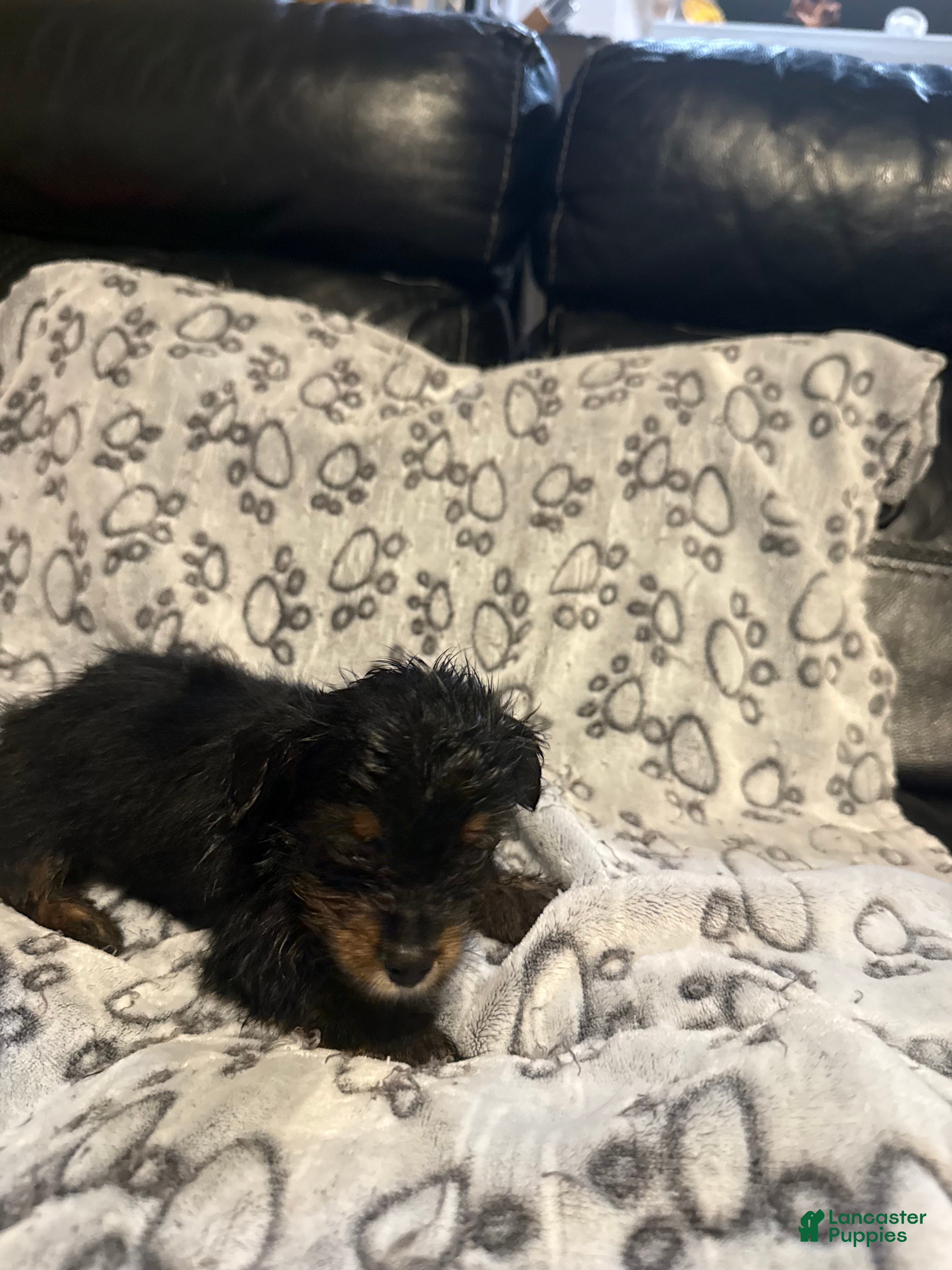 Yorkshire Terrier dogs Miso - Ad 2