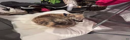 Whippet dogs for sale: Miles - Ad 2
