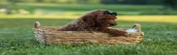 Miniature Poodle dogs for sale:  Thor🐾💙 - Ad 10