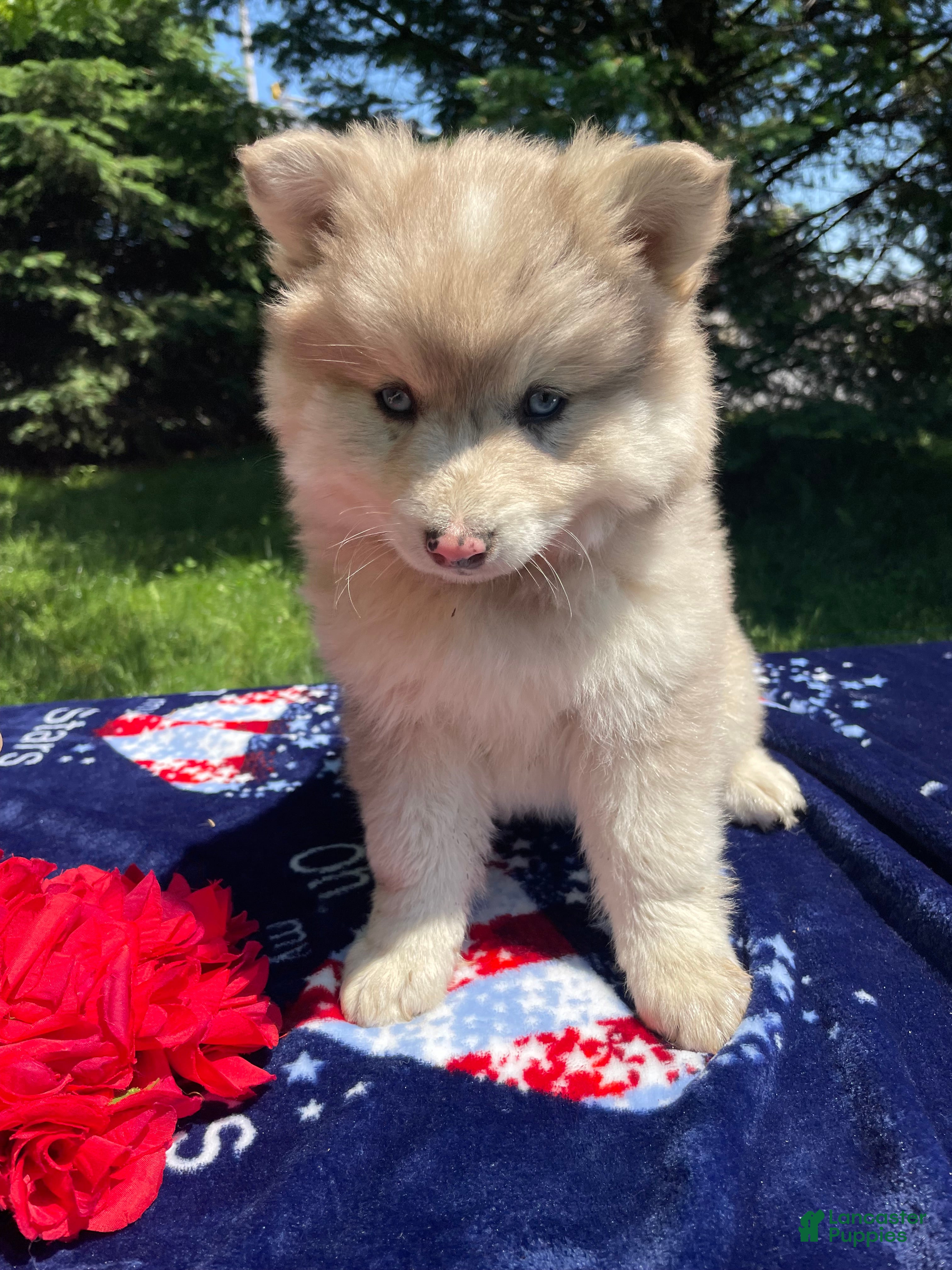 Pomsky dogs Baron - Ad 41