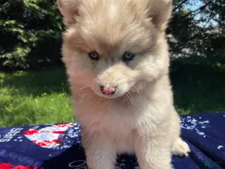 Pomsky dogs Baron - Ad 15