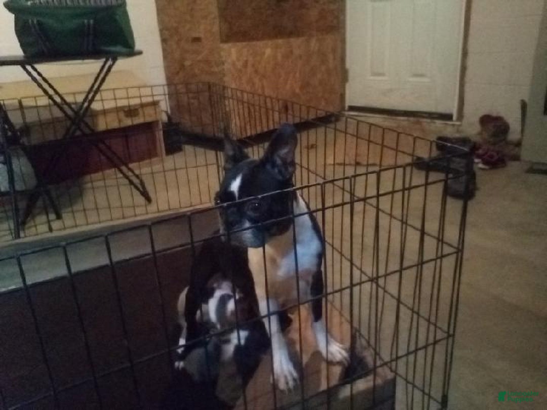 Boston Terrier dogs for sale: Jackson - Ad 10