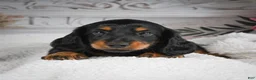 Miniature Dachshund dogs for sale: AKC-Gibson - Ad 7